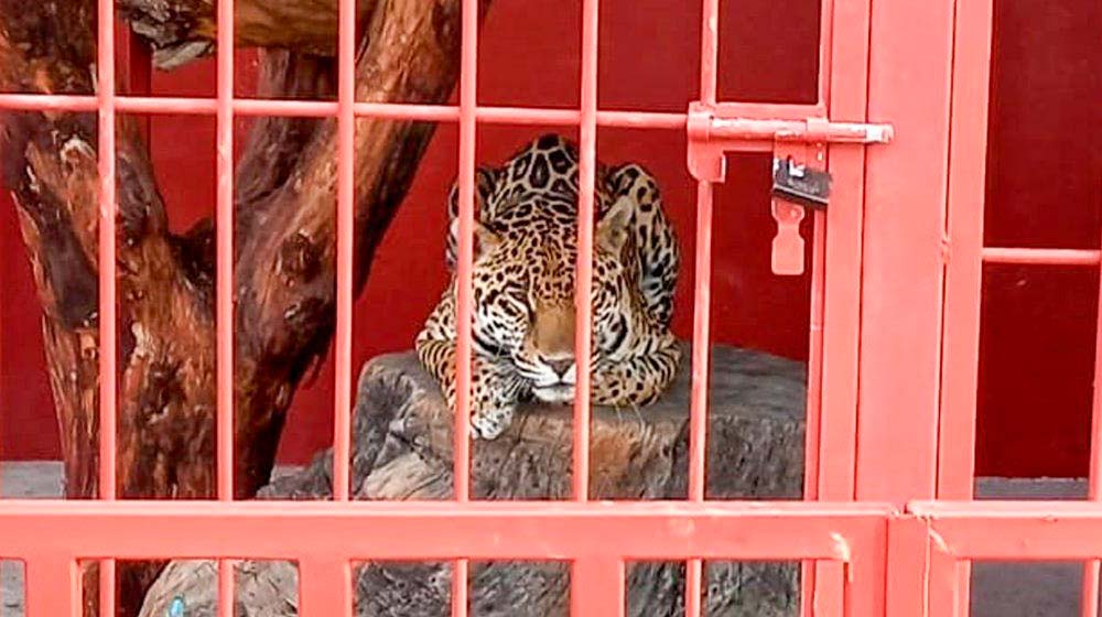 Asegura Profepa jaguar y otras especies en cautiverio en balneario de Ejutla, tras accidente