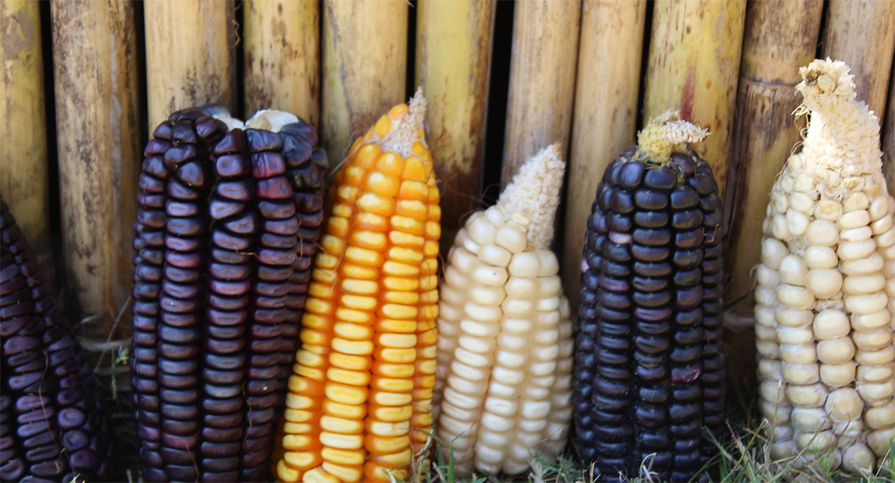 Guerras contra alimentos