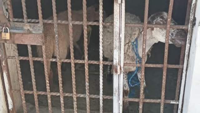 Insólito: en Oaxaca encarcelan a dos borregos por haberse comido pasto de albergue