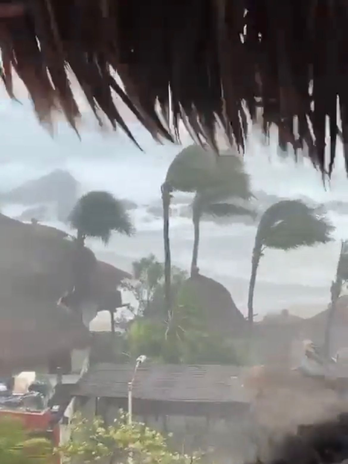 Las palmeras quedaron marcadas por la fuerza del viento