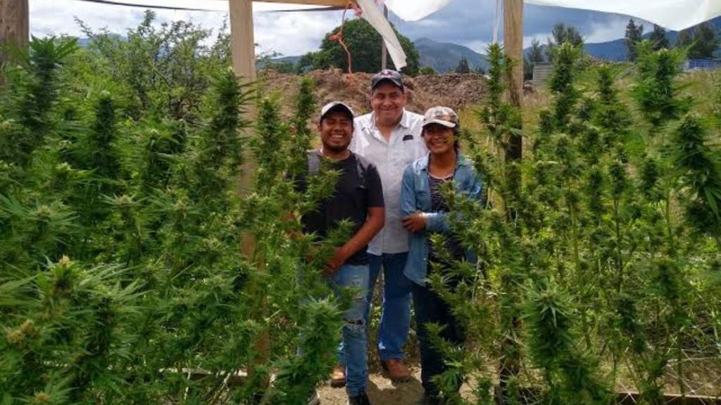 Poder y dinero: las causas del estigma de la cannabis