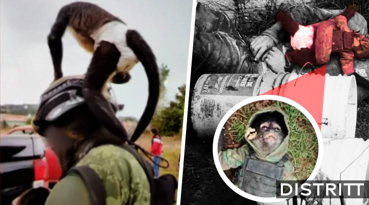 Mono Araña vestido de sicario pierde la vida en enfrentamiento en Texcaltitlán, Edomex