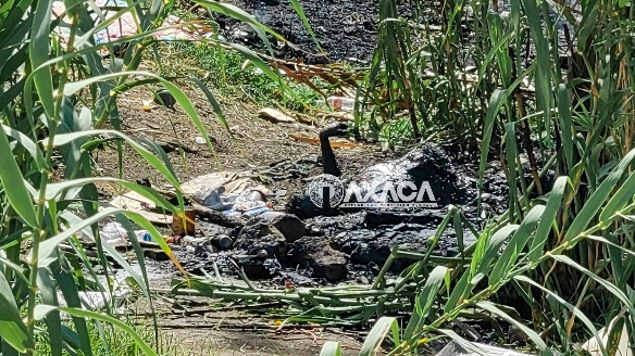 Sin identificar calcinado de riberas del Atoyac, Oaxaca; Fiscalía dejó el cuerpo más de 5 horas antes de acudir al lugar