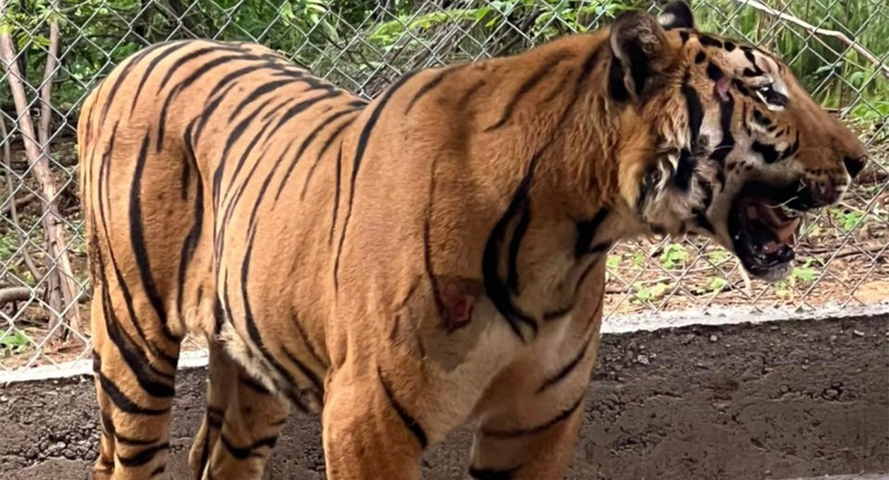Reubican a tigre de bengala baleado en Michoacán