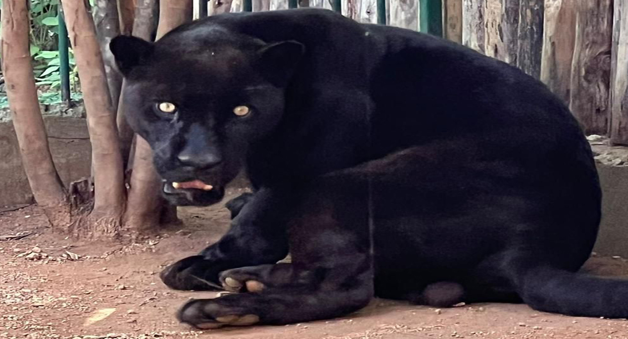 Se recuperan favorablemente más de 120 felinos rescatados: Azcarm