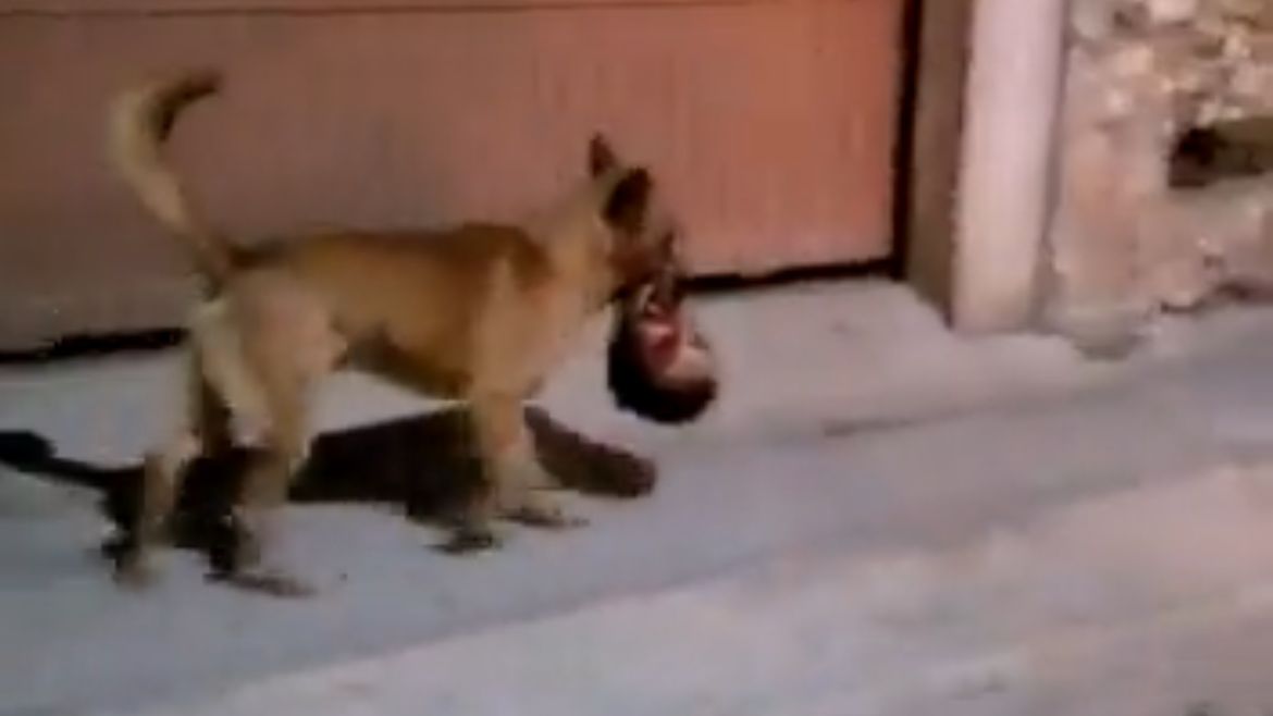 VIDEO: aterradoras imágenes de un perro llevando una cabeza humano en el hocico