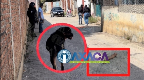 VIDEO: En Oaxaca capital, un perro se paseaba con un brazo en el hocico