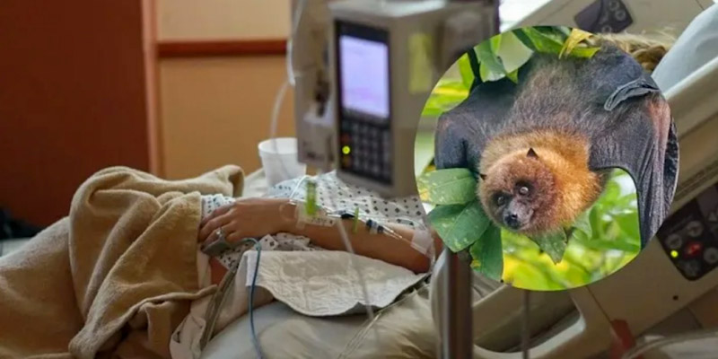 Muere uno de los tres niños con presunta rabia silvestre; hace un mes los había mordido un murciélago