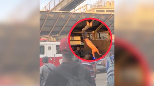 VIDEO: Joven se avienta de estructura del Citybus en la Central de Abasto, Oaxaca