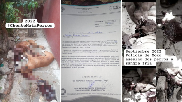 Chente Castellanos es un peligro para los animales; manda a cerrar albergue para perros en situación de calle