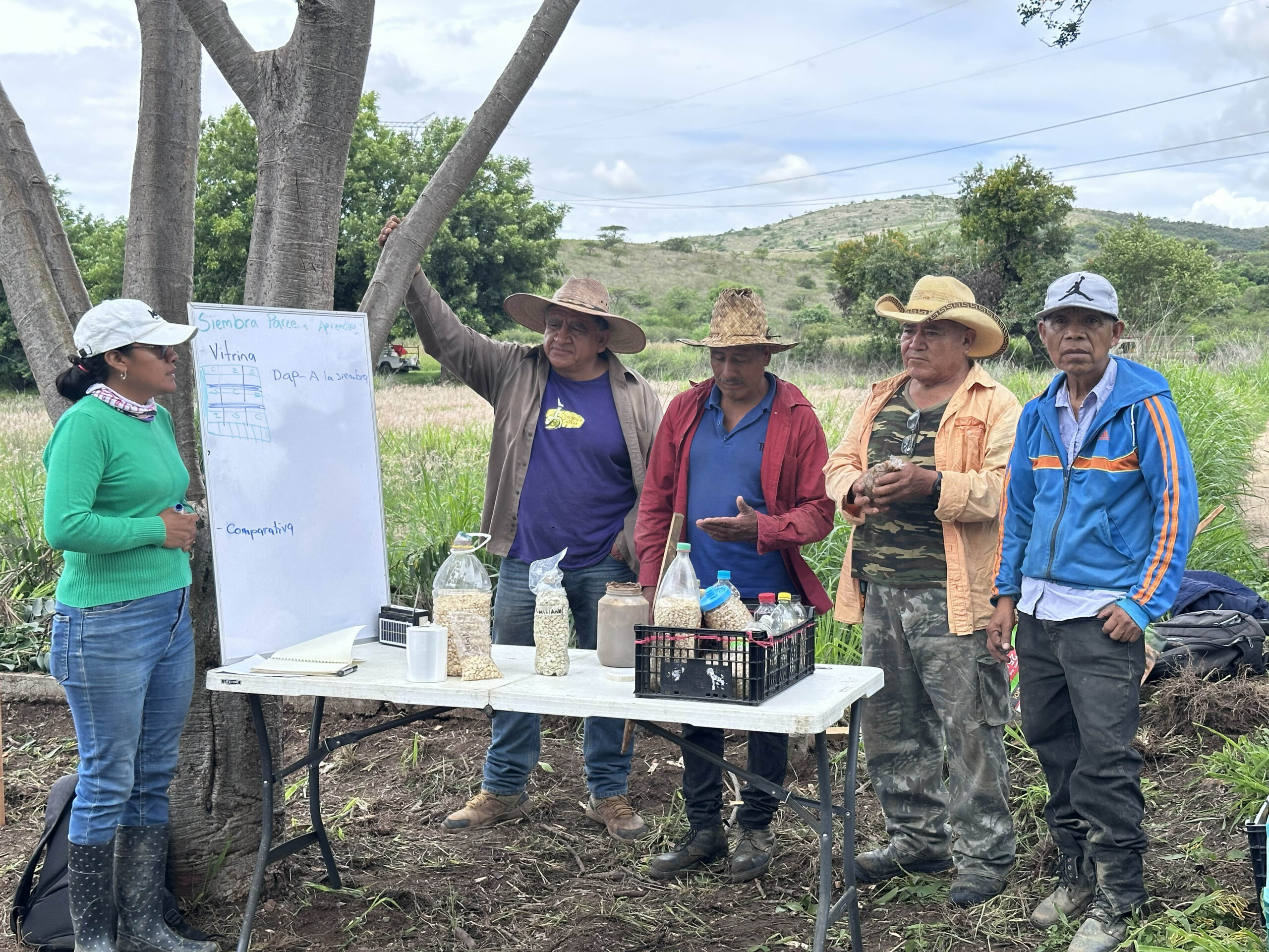 Siembran vitrina de aprendizaje en San Andrés Zautla, con el programa El Maíz es la Raíz Siembran vitrina de aprendizaje en San Andrés Zautla, con el programa El Maíz es la Raíz