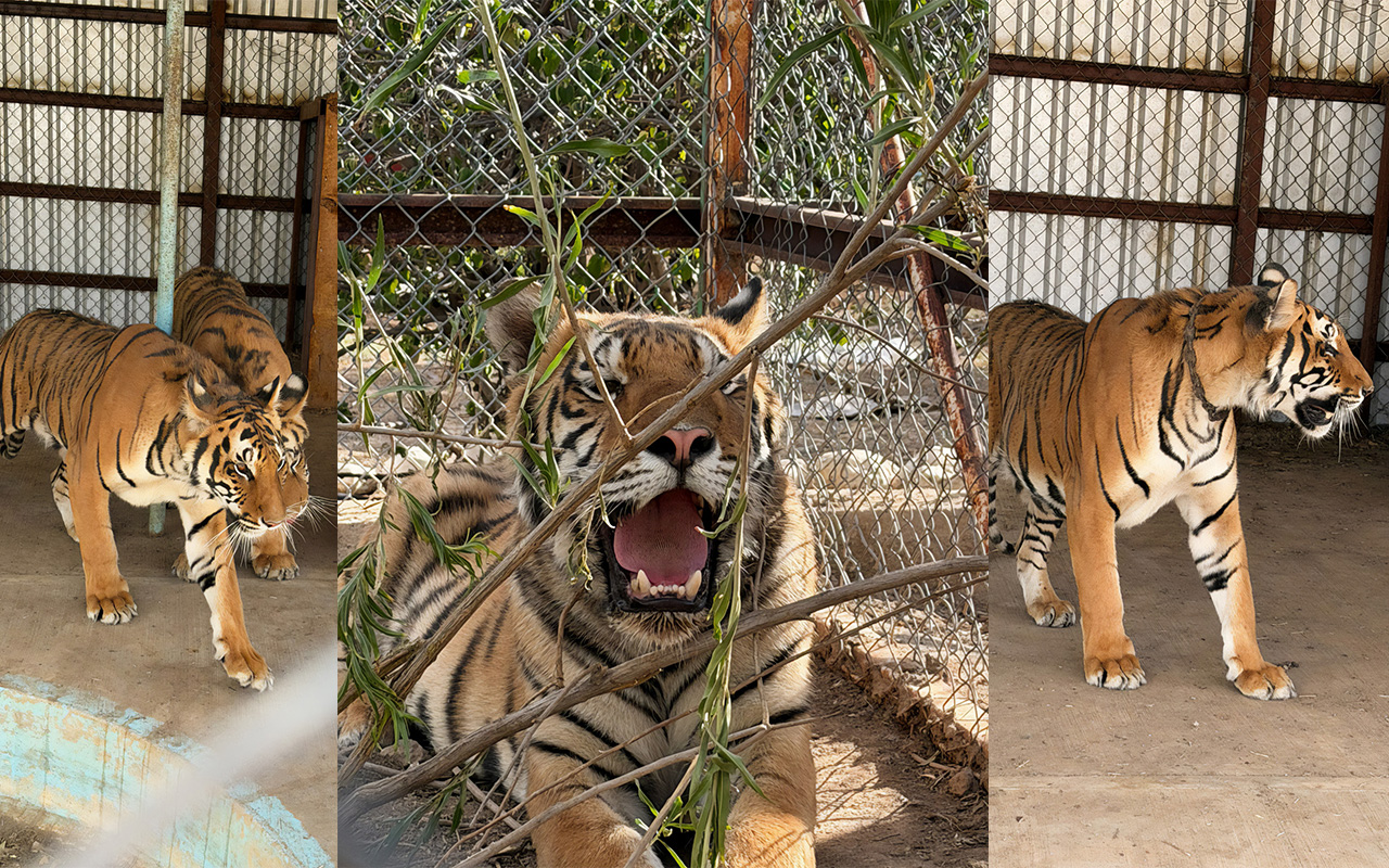 Aseguran dos tigres en béngala en Chihuahua Aseguran dos tigres en béngala en Chihuahua