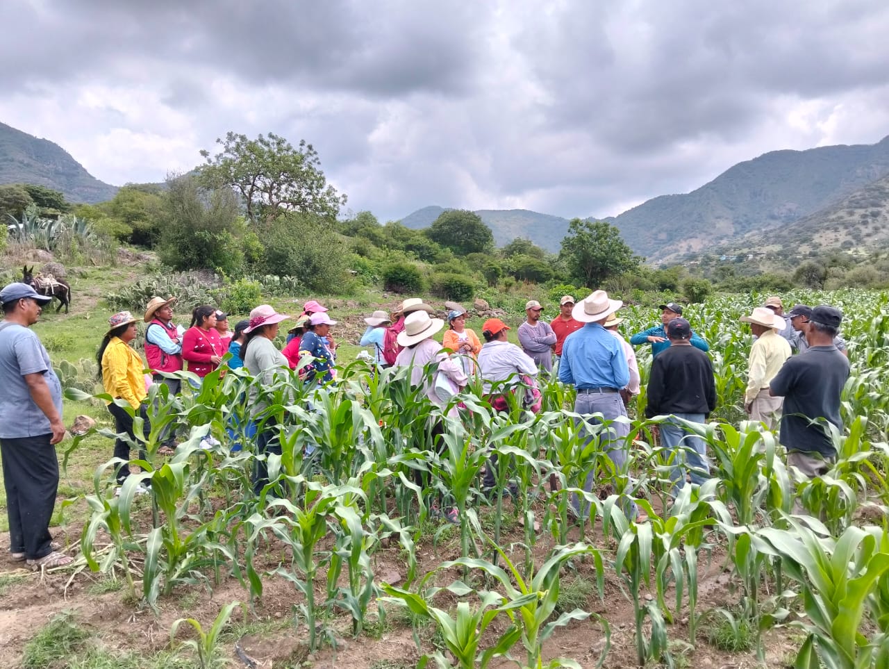 Capacitan a beneficiarios del Maíz es la Raíz en la Mixteca Oaxaqueña