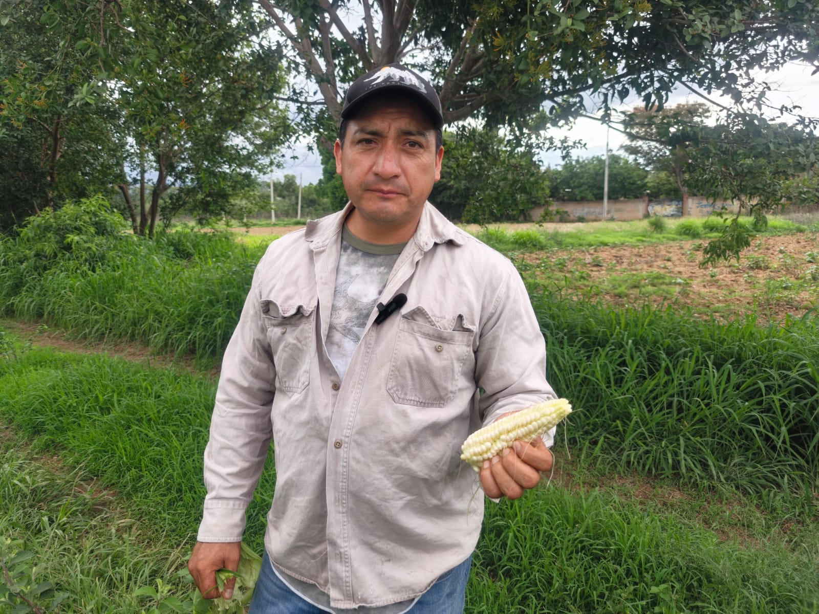 Preservan maíz bolita en San Andrés Zautla; por 30 años han usado la semilla de sus parcelas Preservan maíz bolita en San Andrés Zautla; por 30 años han usado la semilla de sus parcelas