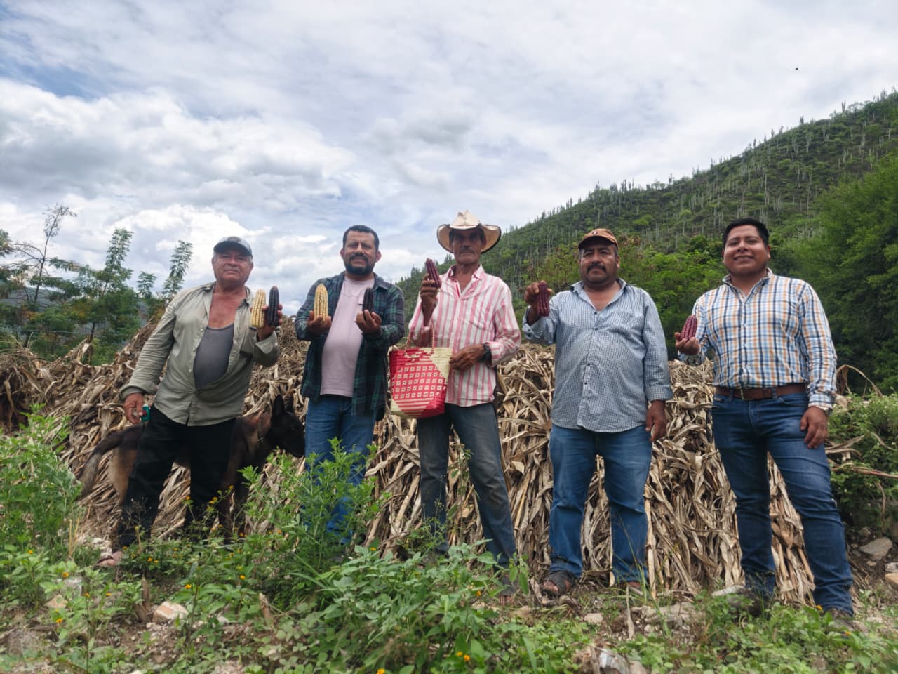 Avanza transición agroecológica de milpa en Yegolé con El Maíz es la Raíz Avanza transición agroecológica de milpa en Yegolé con El Maíz es la Raíz