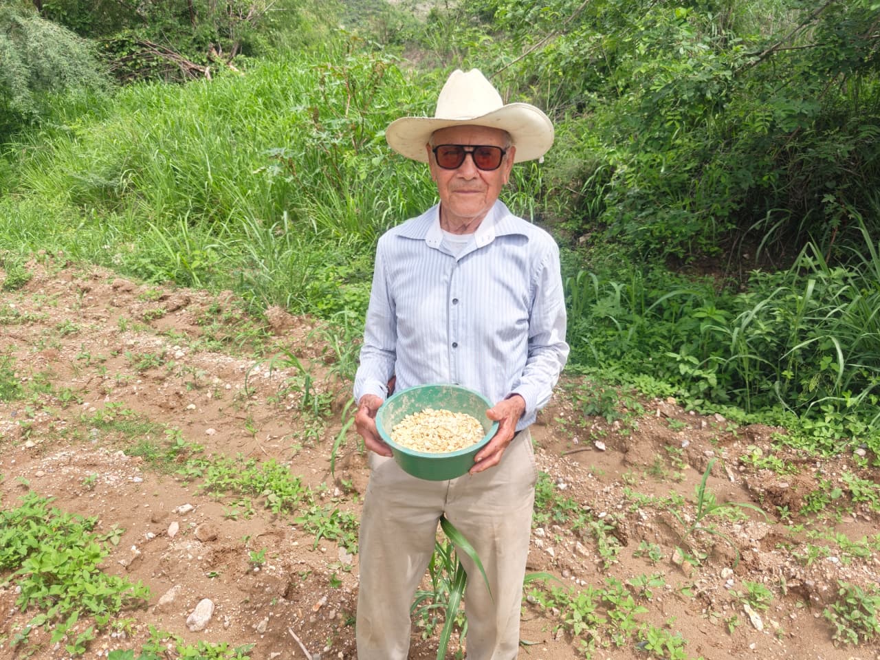 Impulsan con El Maíz es la Raíz la conservación de maíz olotillo y prácticas agroecológicas en Santa María Zoquitlán Impulsan con El Maíz es la Raíz la conservación de maíz olotillo y prácticas agroecológicas en Santa María Zoquitlán