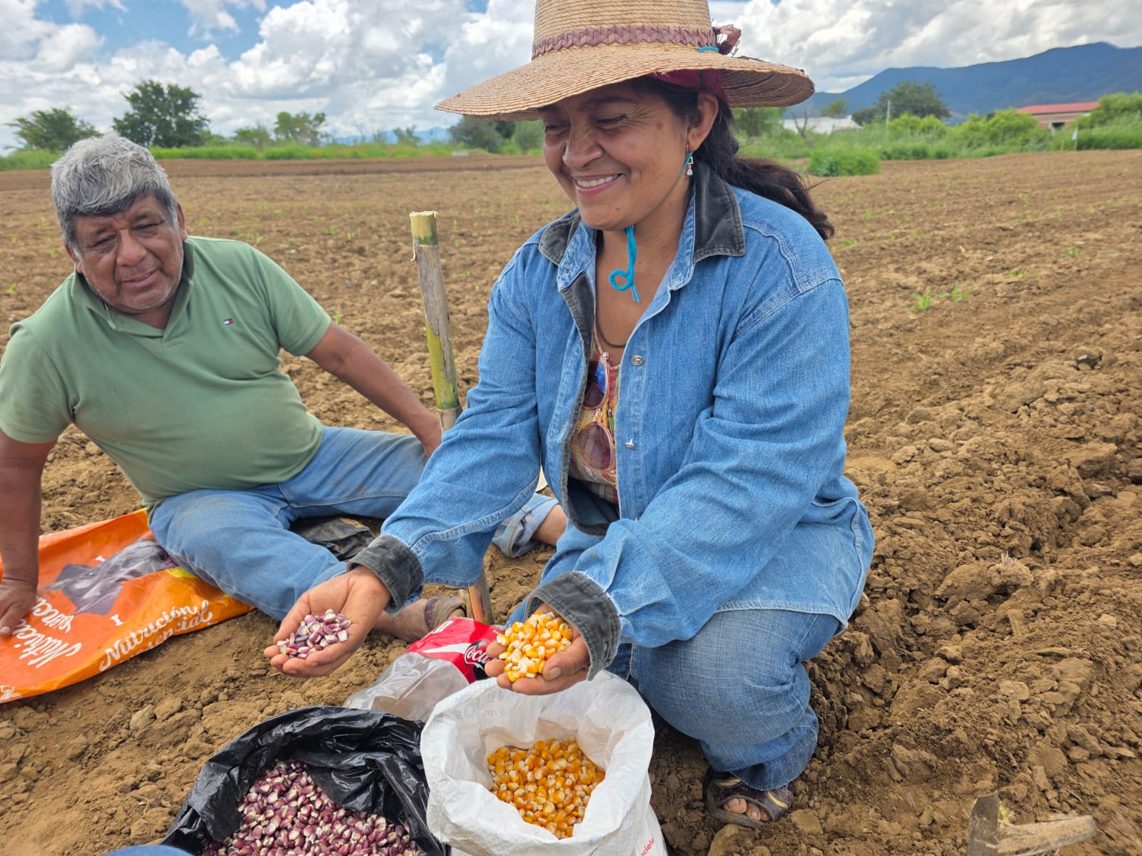 Celebran Día de San Juan con siembras de maíz nativo en Oaxaca