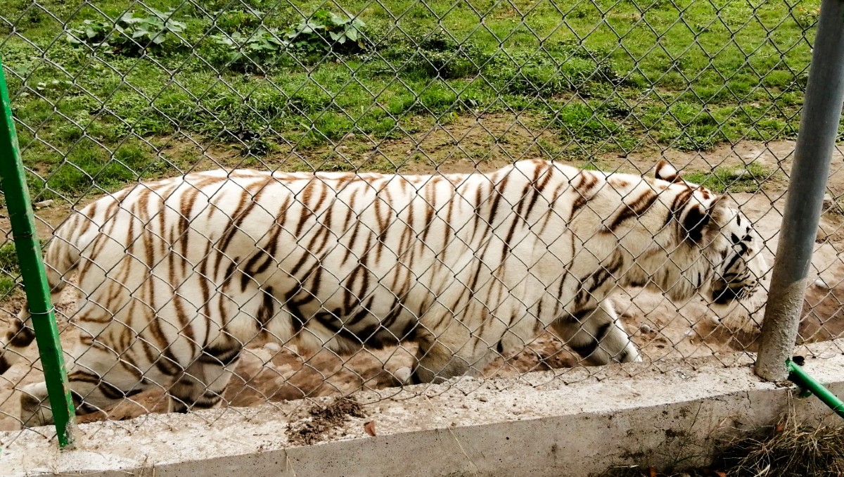 Fuga de tigre de Bengala fue responsabilidad de instalación privada Fuga de tigre de Bengala fue responsabilidad de instalación privada