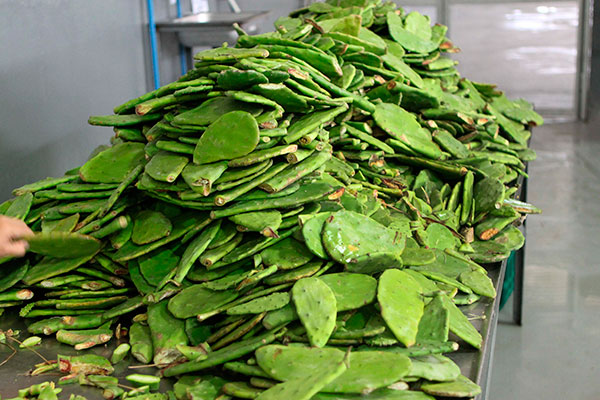 Desechos de nopal podrían revolucionar la agricultura: UNAM Desechos de nopal podrían revolucionar la agricultura: UNAM