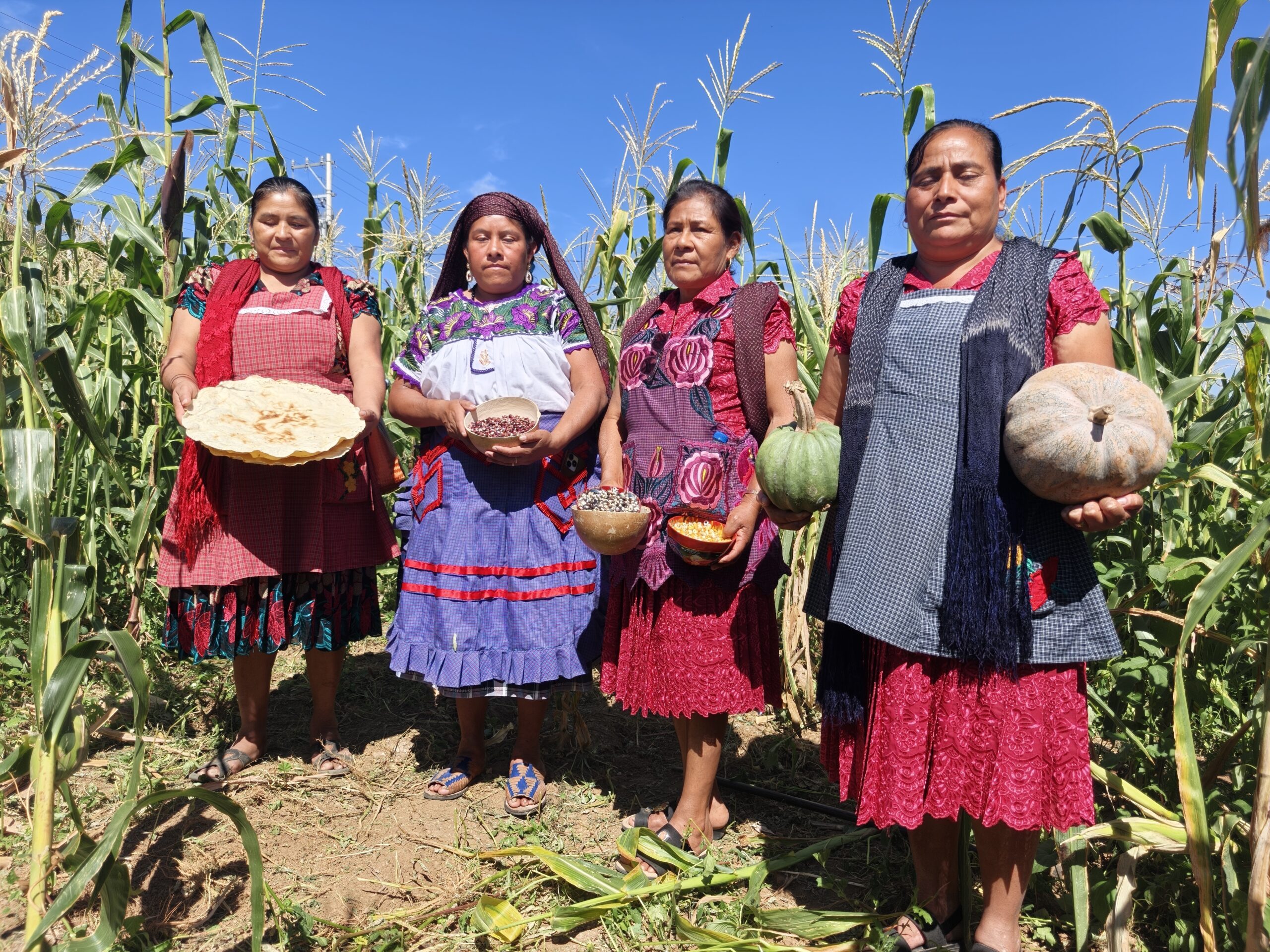 Productoras de Magdalena Teitipac intercambian saberes para fortalecer el cultivo de maíz nativo Productoras de Magdalena Teitipac intercambian saberes para fortalecer el cultivo de maíz nativo