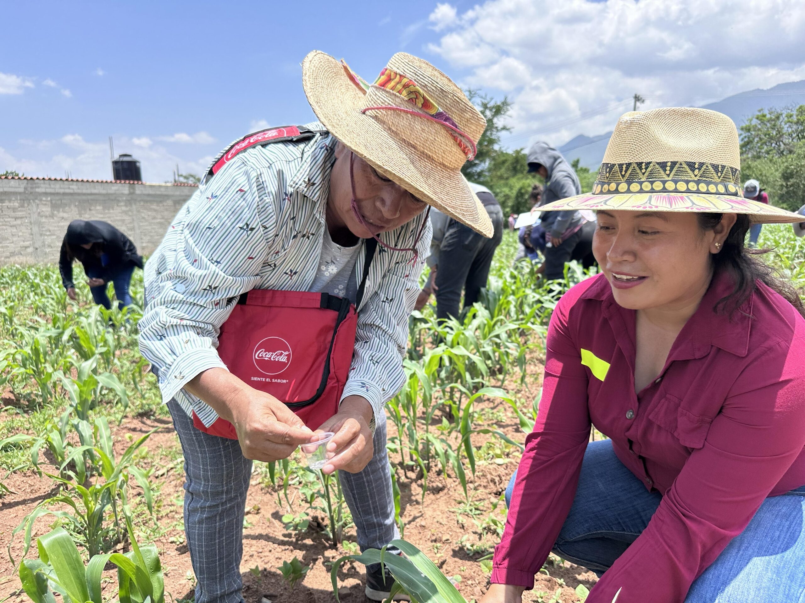 Valles Centrales reúne a guardianes y productores de maíz nativo Valles Centrales reúne a guardianes y productores de maíz nativo