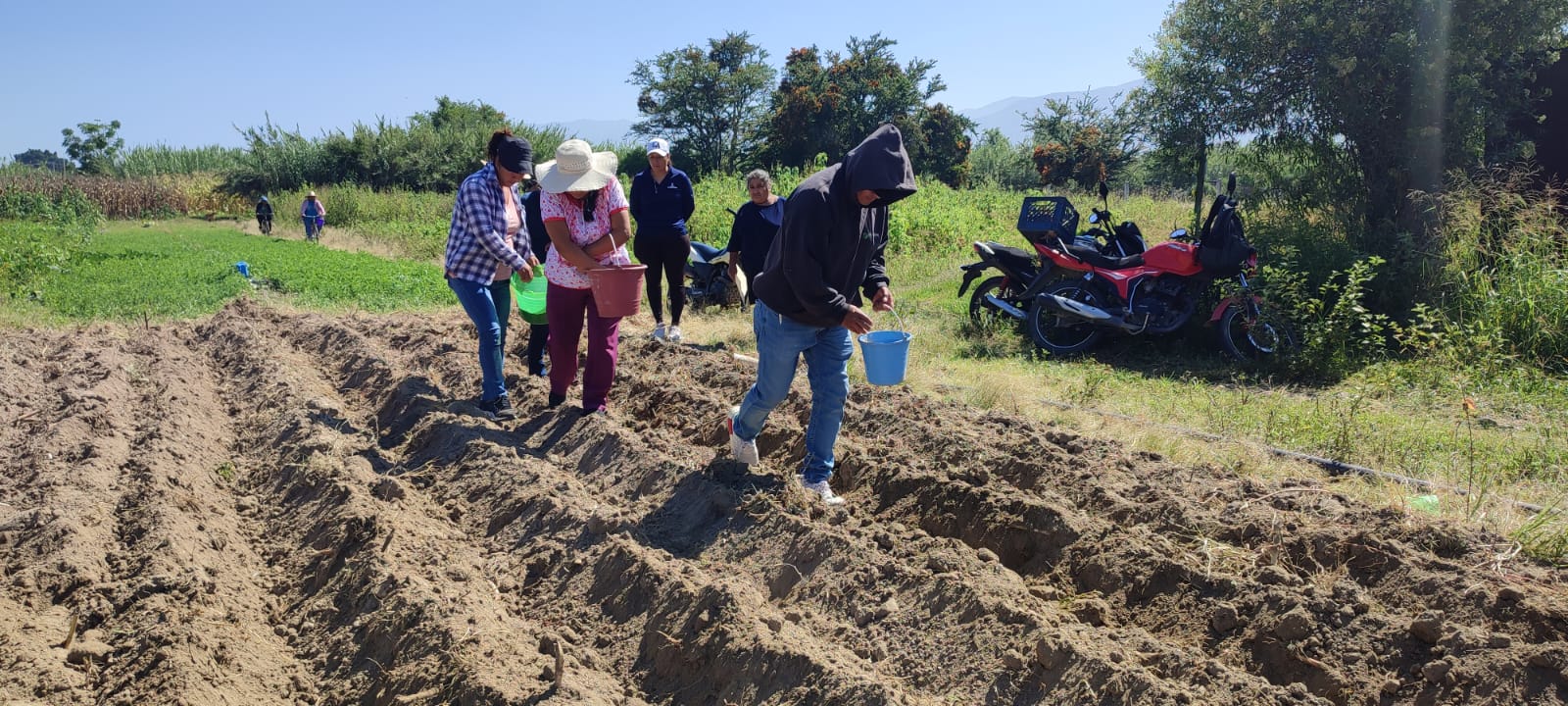 Impulsan siembra de maíz nativo con prácticas sustentables en San Lorenzo Cacaotepec