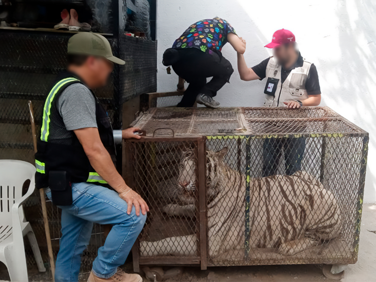 Rescatan a tigre de Bengala y cocodrilo durante operativo en autolavado de Chihuahua Rescatan a tigre de Bengala y cocodrilo durante operativo en autolavado de Chihuahua