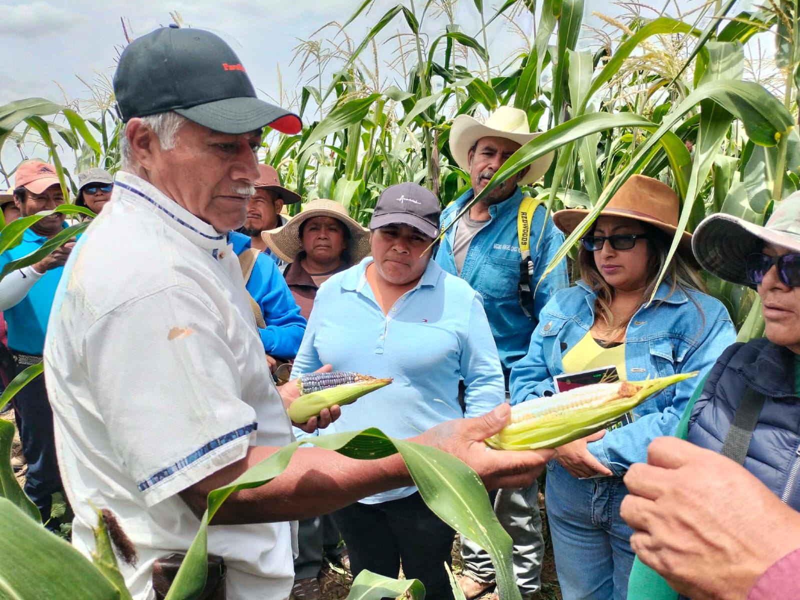 Frente a la sequía, el maíz demuestra su capacidad de resistir en la Mixteca de Oaxaca