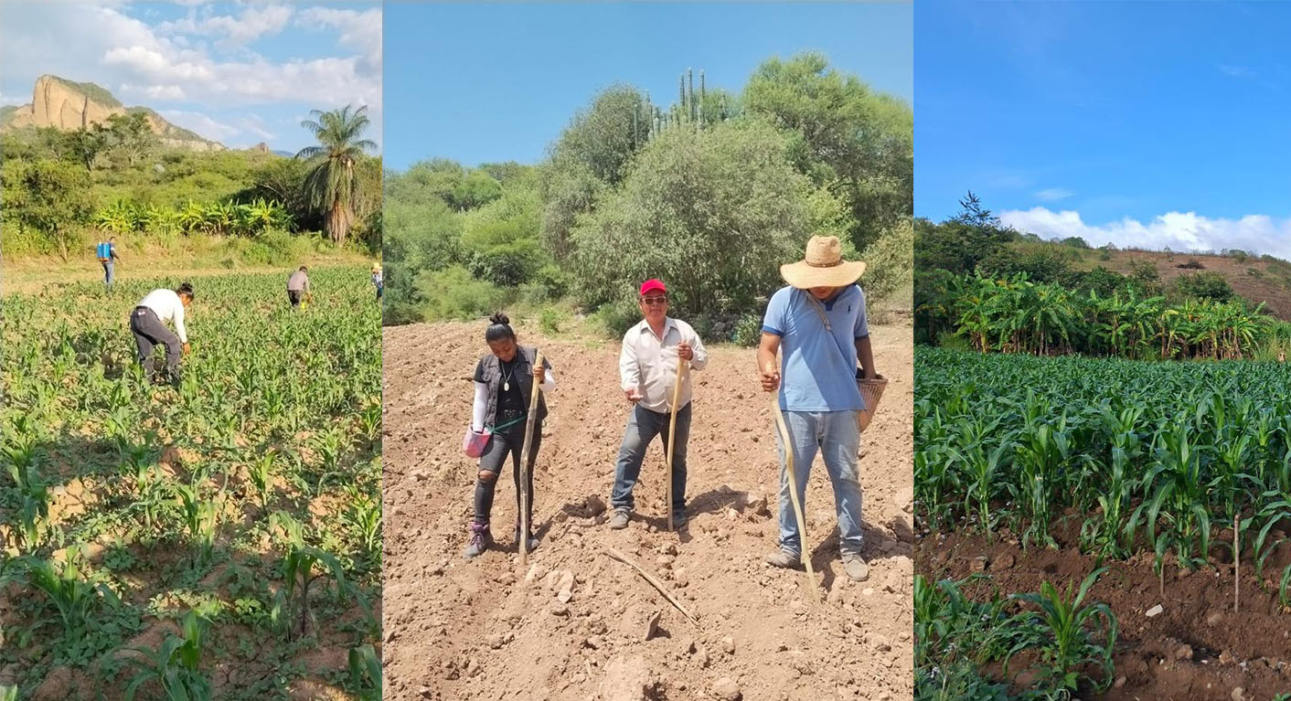 Cuando la semilla de maíz guarda el futuro de Valles Centrales