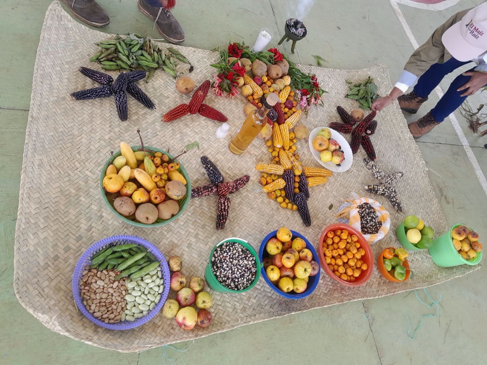 La Cumbre Clavellinas celebra al maíz nativo La Cumbre Clavellinas celebra al maíz nativo