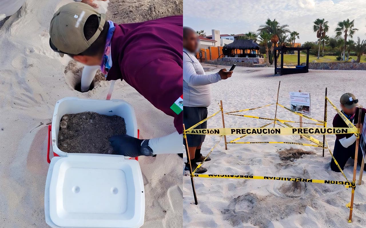Profepa brinda atención en temporada de anidación de tortugas marinas en Baja California Sur