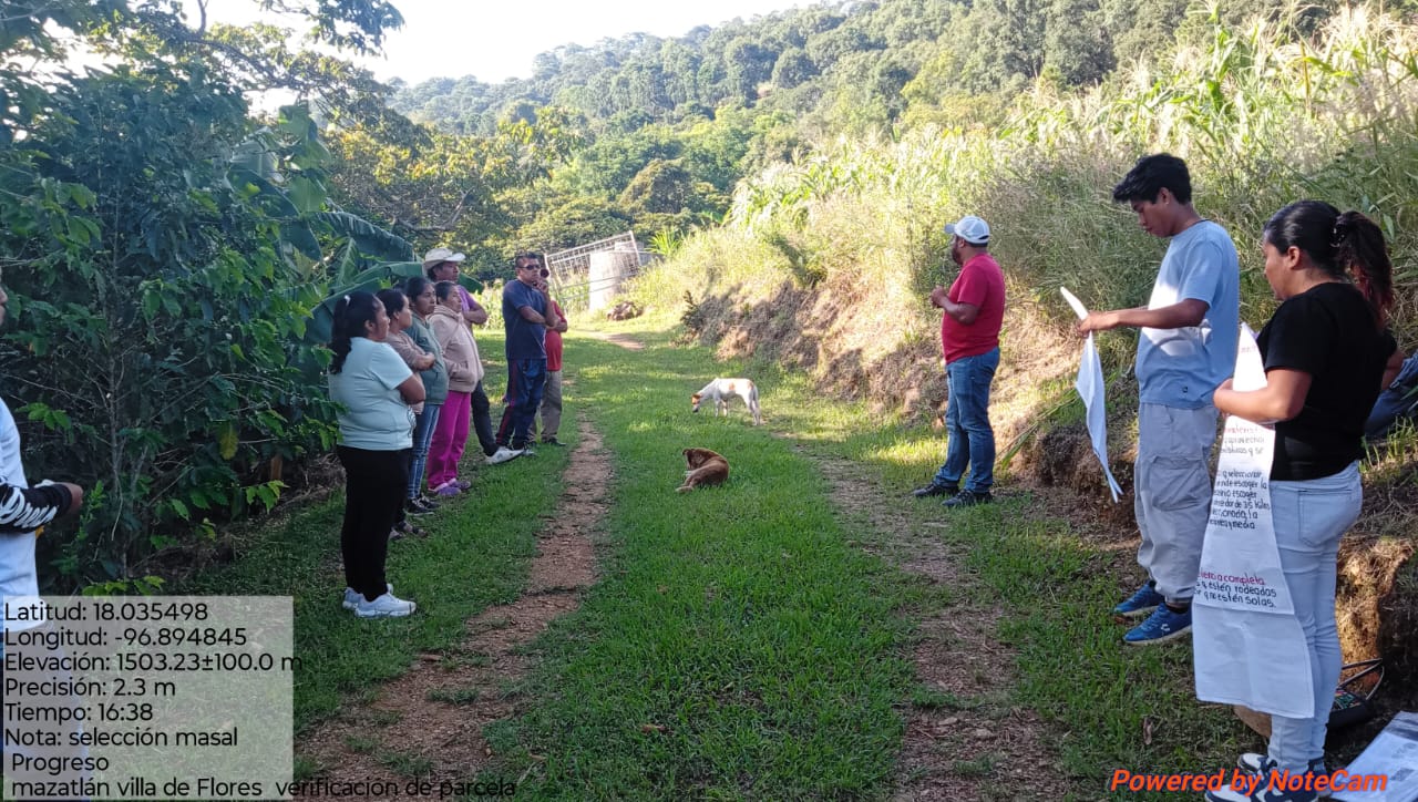 Fortalecen Guardianes del Maíz selección de semillas nativas en la Sierra de Flores Magón Fortalecen Guardianes del Maíz selección de semillas nativas en la Sierra de Flores Magón