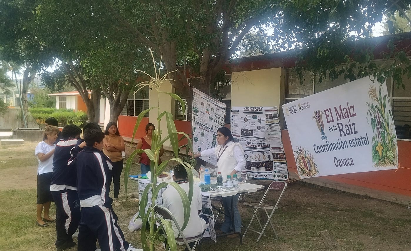 Estudiantes de Huajuapan aprenden a cuidar maíces nativos Estudiantes de Huajuapan aprenden a cuidar maíces nativos
