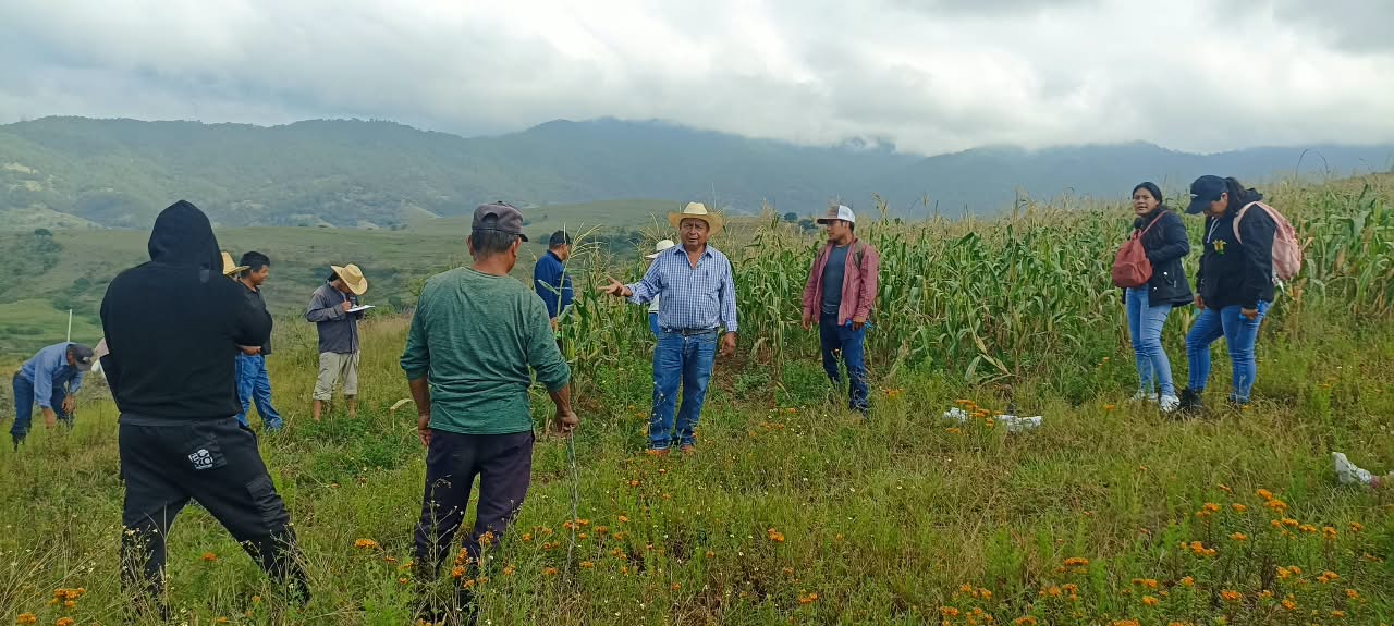 El Maíz es la Raíz promueve la conservación de los maíces nativos para el bienestar El Maíz es la Raíz promueve la conservación de los maíces nativos para el bienestar