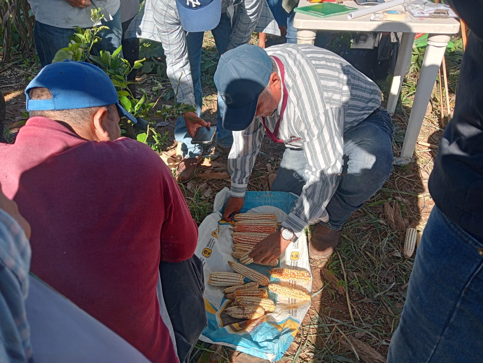 Evalúan rendimiento de maíz Olotillo Blanco en Oaxaca Evalúan rendimiento de maíz Olotillo Blanco en Oaxaca