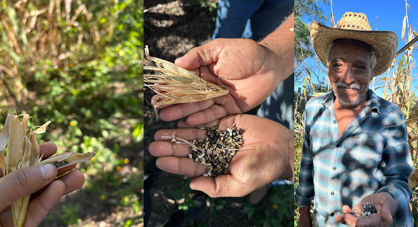 Oaxaca preserva el teocintle, antecesor del maíz Oaxaca preserva el teocintle, antecesor del maíz